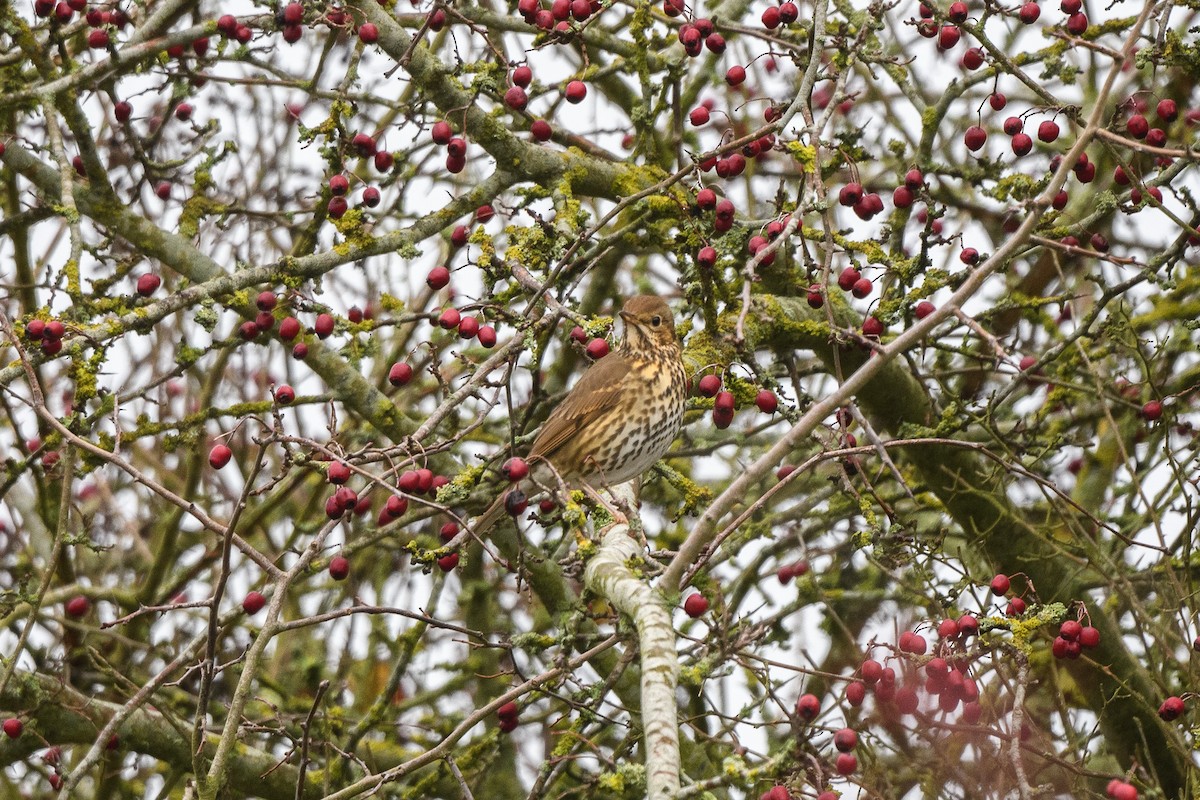 Song Thrush - ML646647239