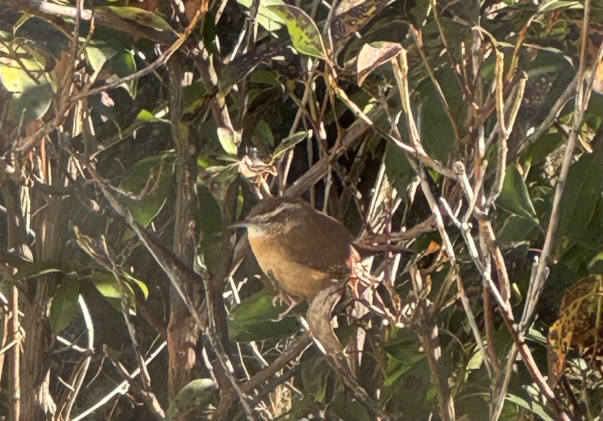 Karolina Çıtkuşu - ML646647243