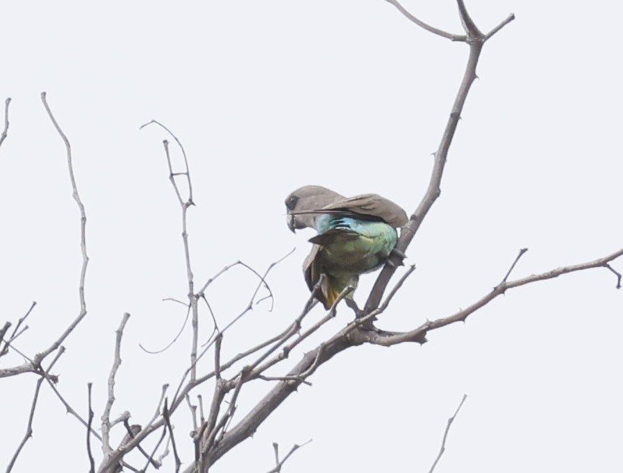 gulissepapegøye - ML646647244