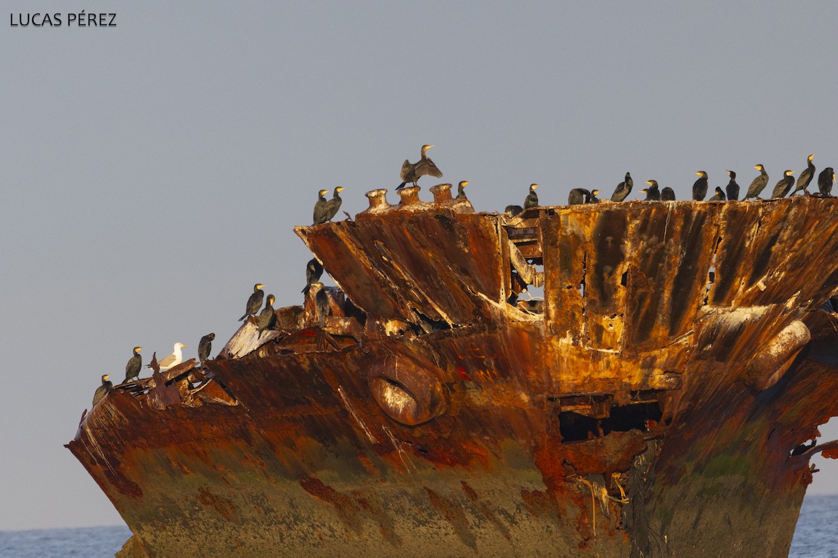 Большой баклан - ML646647246