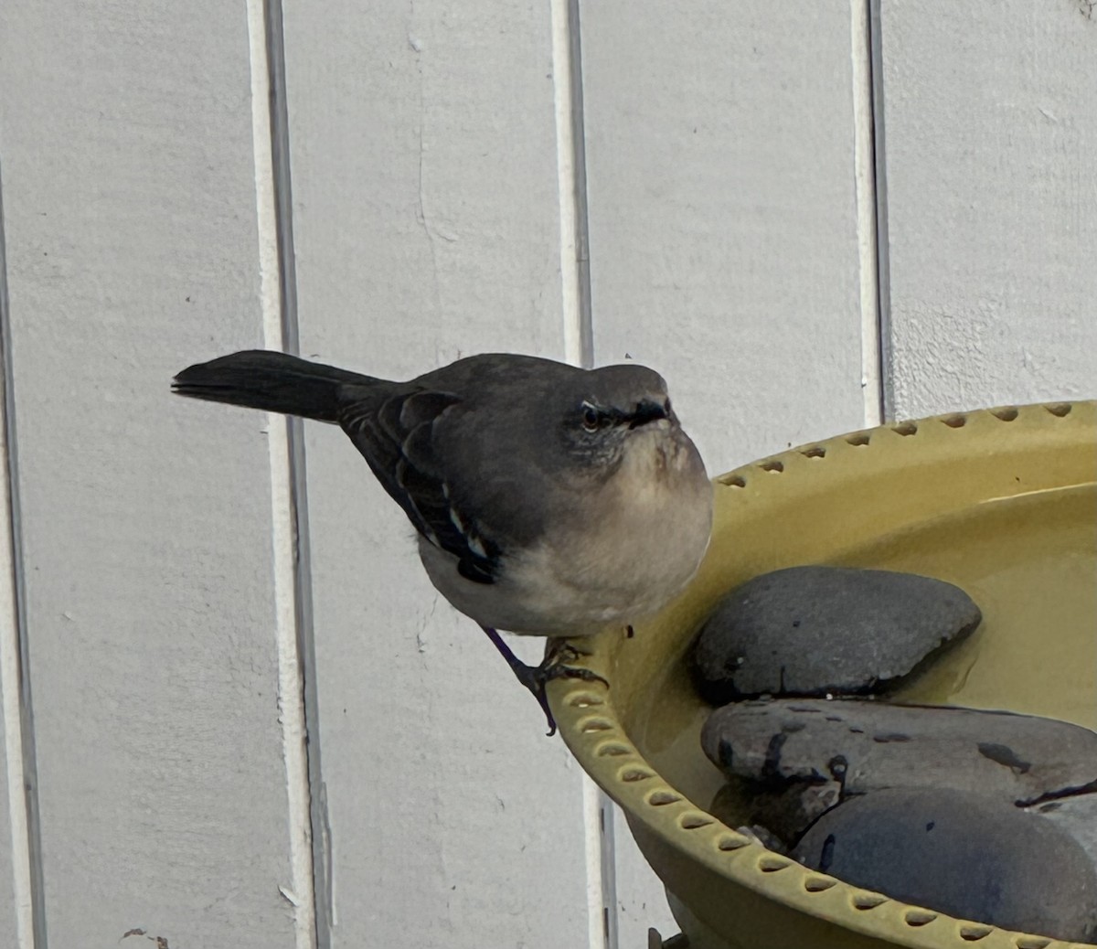 Kuzeyli Taklitçi - ML646647247