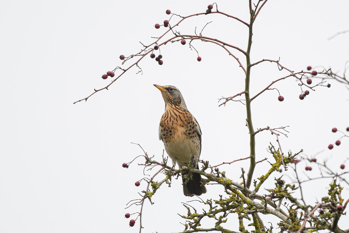 Fieldfare - ML646647249