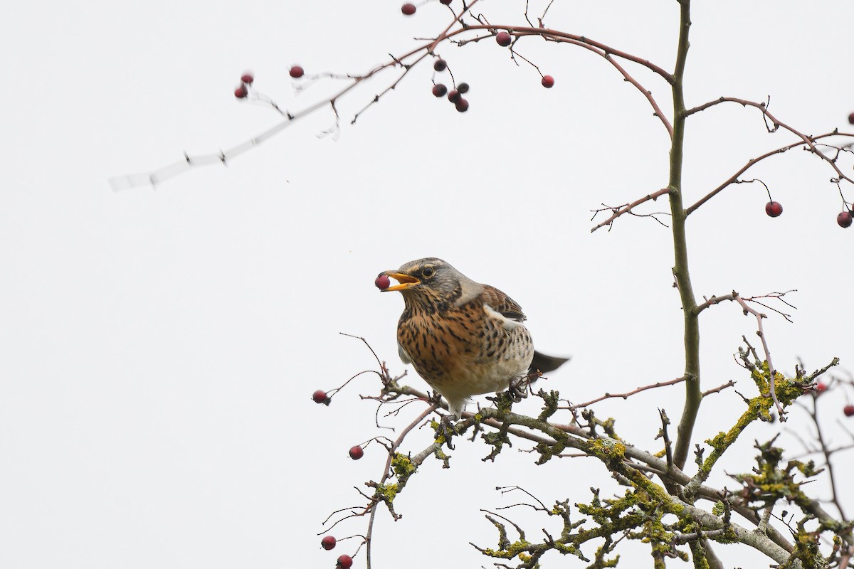 Fieldfare - ML646647250