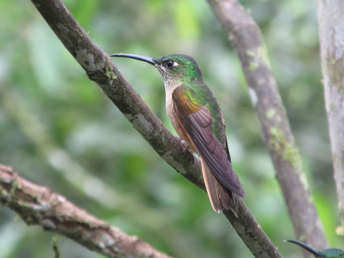 Fawn-breasted Brilliant - ML646647251