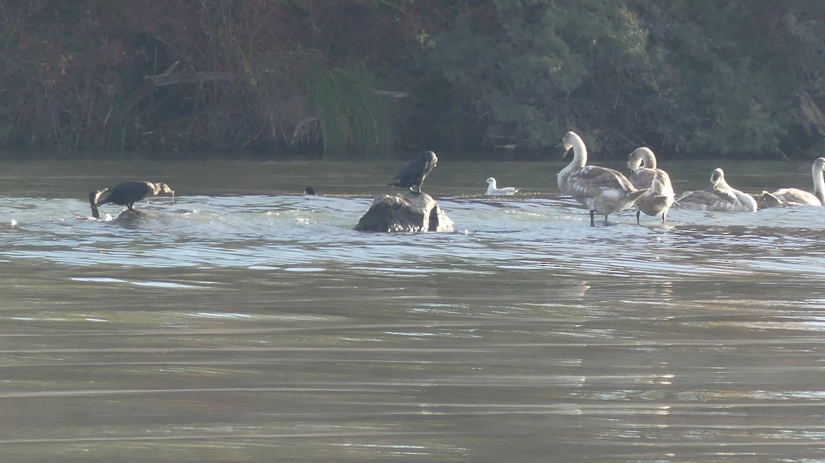 Great Cormorant (Eurasian) - ML646647252