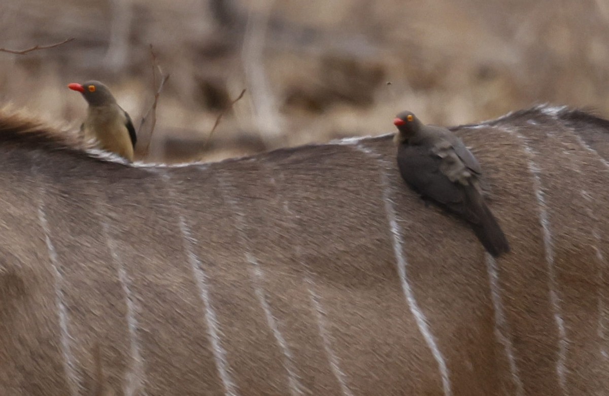 rødnebboksehakker - ML646647254