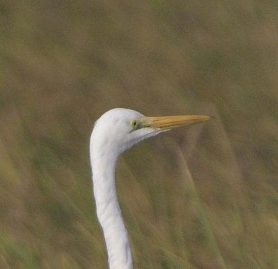 ダイサギ - ML646647257