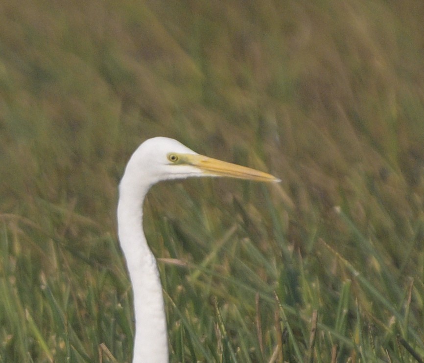 ダイサギ - ML646647258