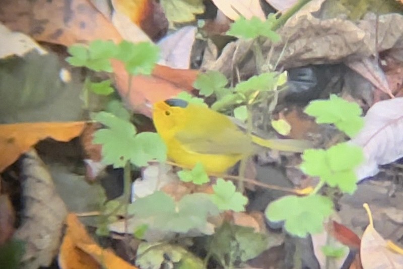 Mönchswaldsänger (chryseola) - ML646647259