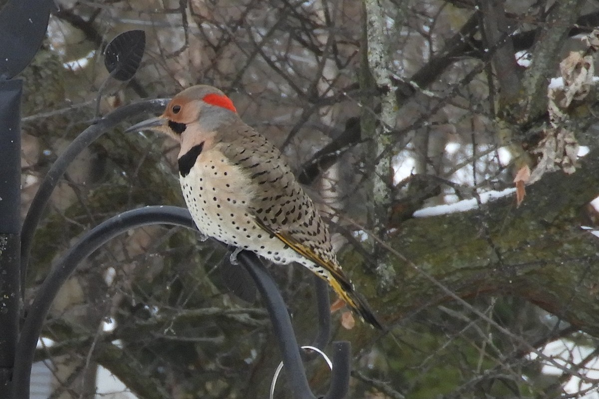 Northern Flicker - ML646647260