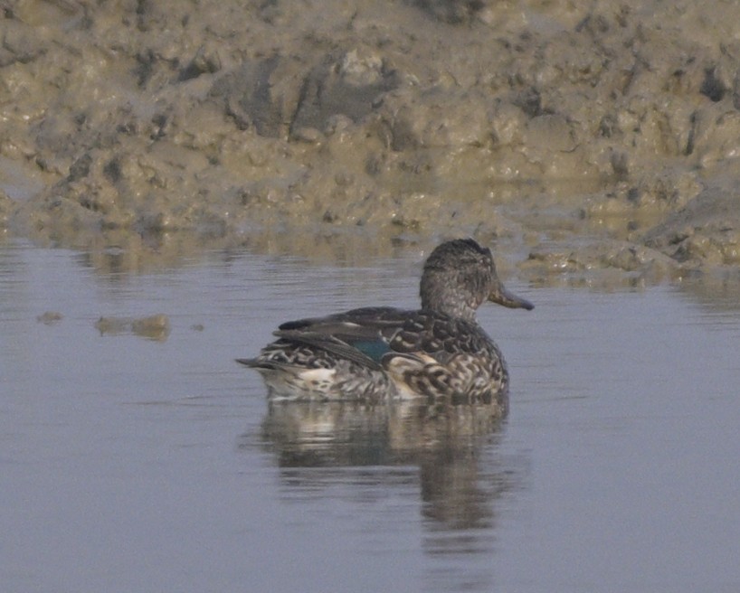 コガモ - ML646647261