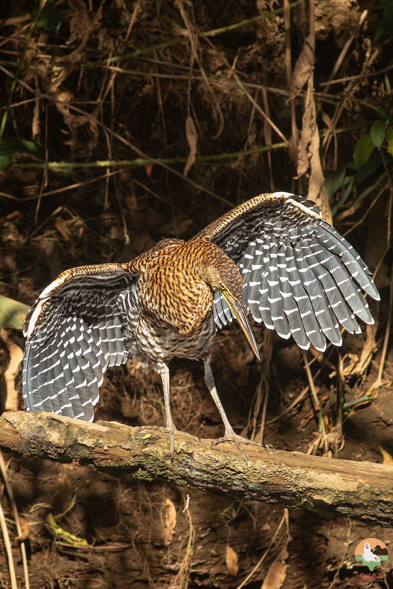 Bare-throated Tiger-Heron - ML646647262