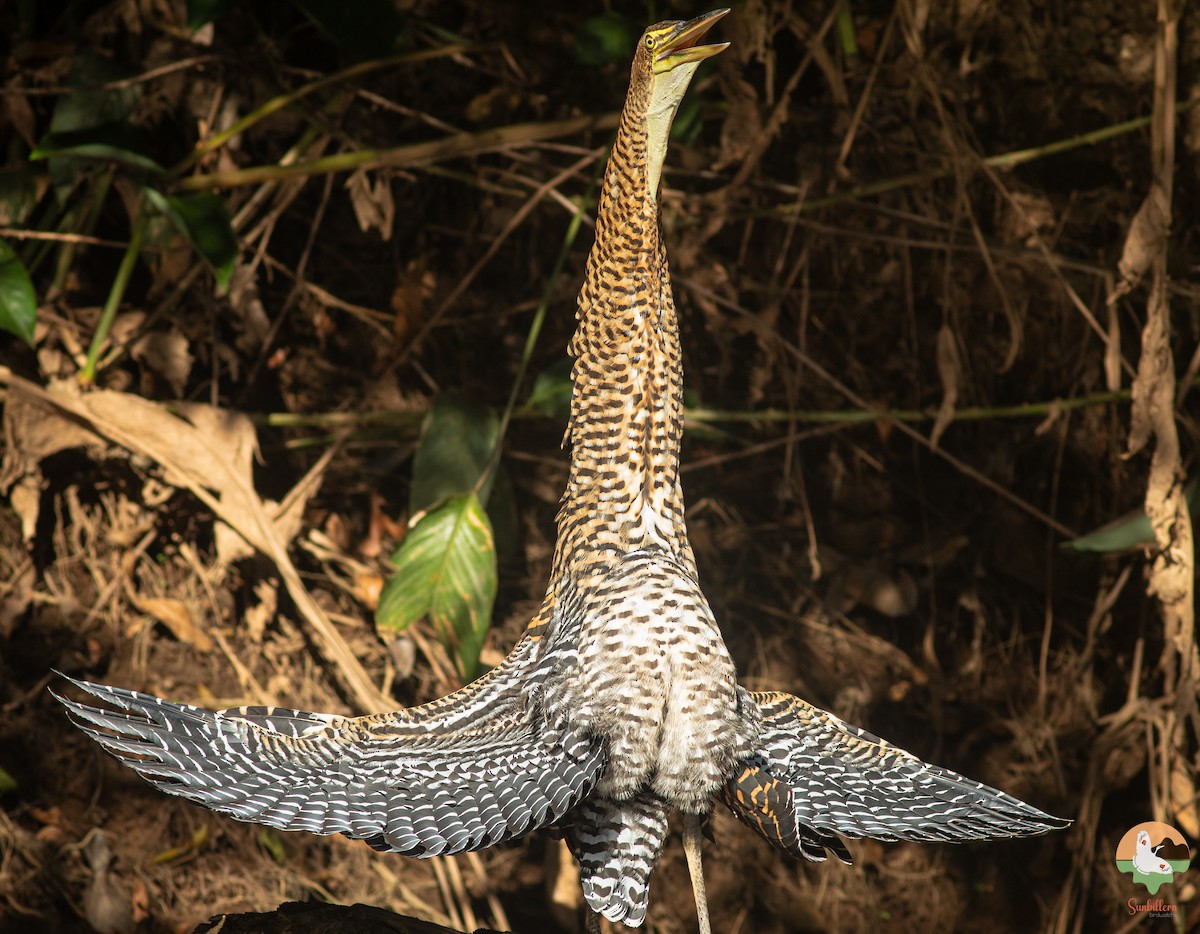 Bare-throated Tiger-Heron - ML646647263