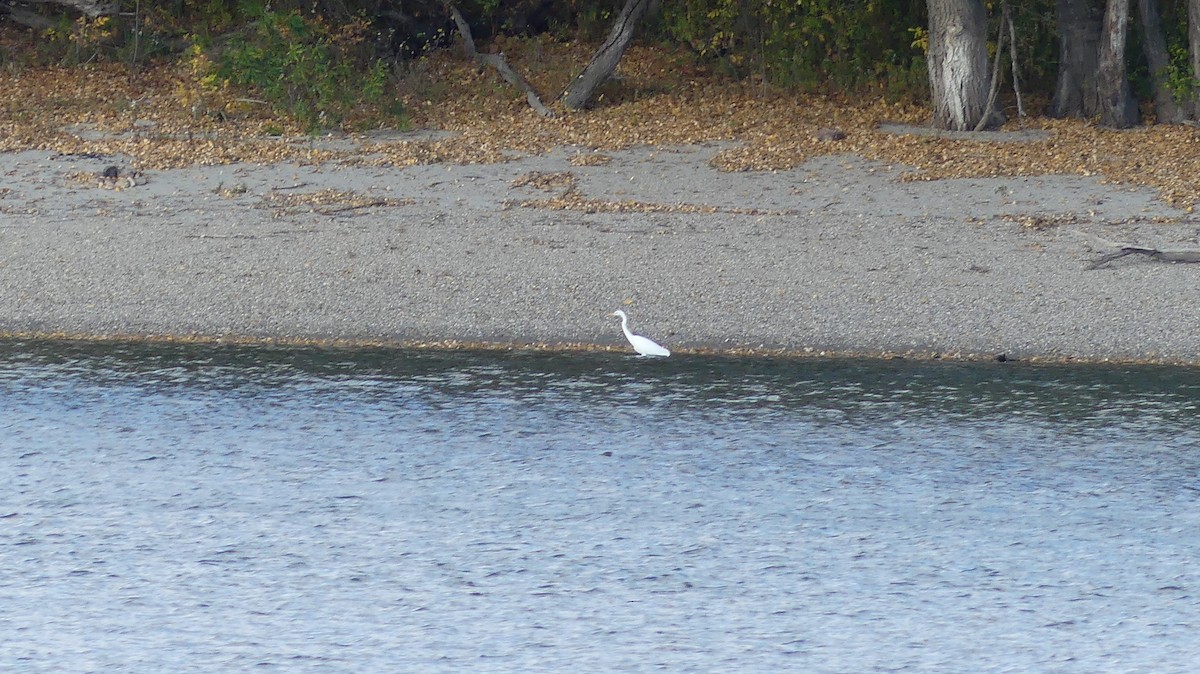 Great Egret - ML646647265