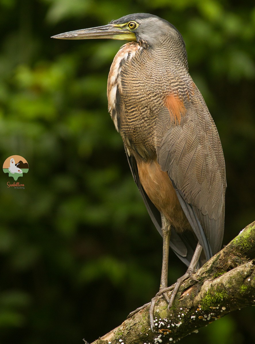 Bare-throated Tiger-Heron - ML646647266