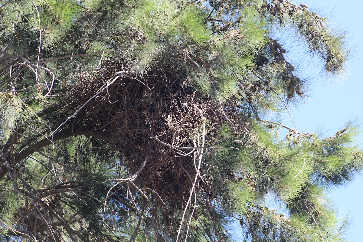 Papagai bulargrisa - ML646647267