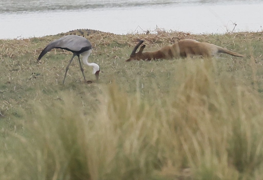 vortetrane - ML646647268