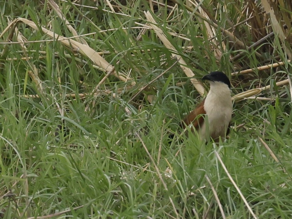 kobberstjertsporegjøk - ML646647273