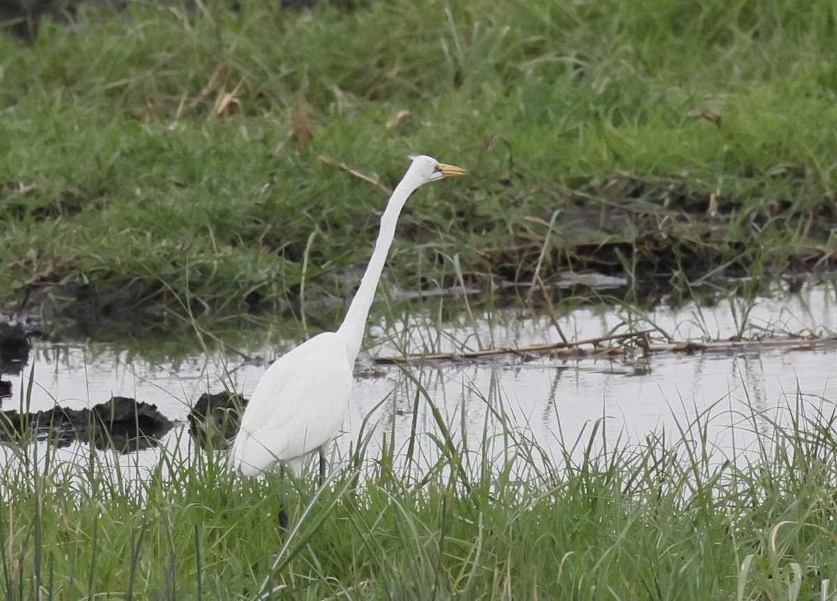 egretthegre - ML646647274