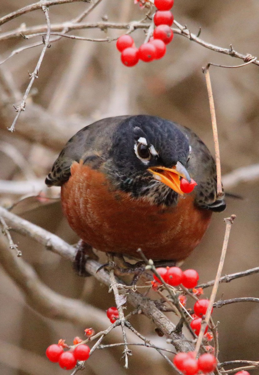 Zozo papargorria - ML646647275