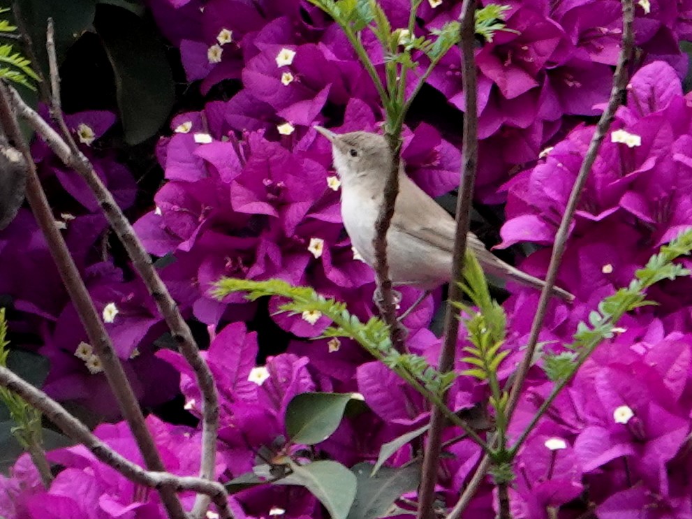 Western Olivaceous Warbler - ML646647276