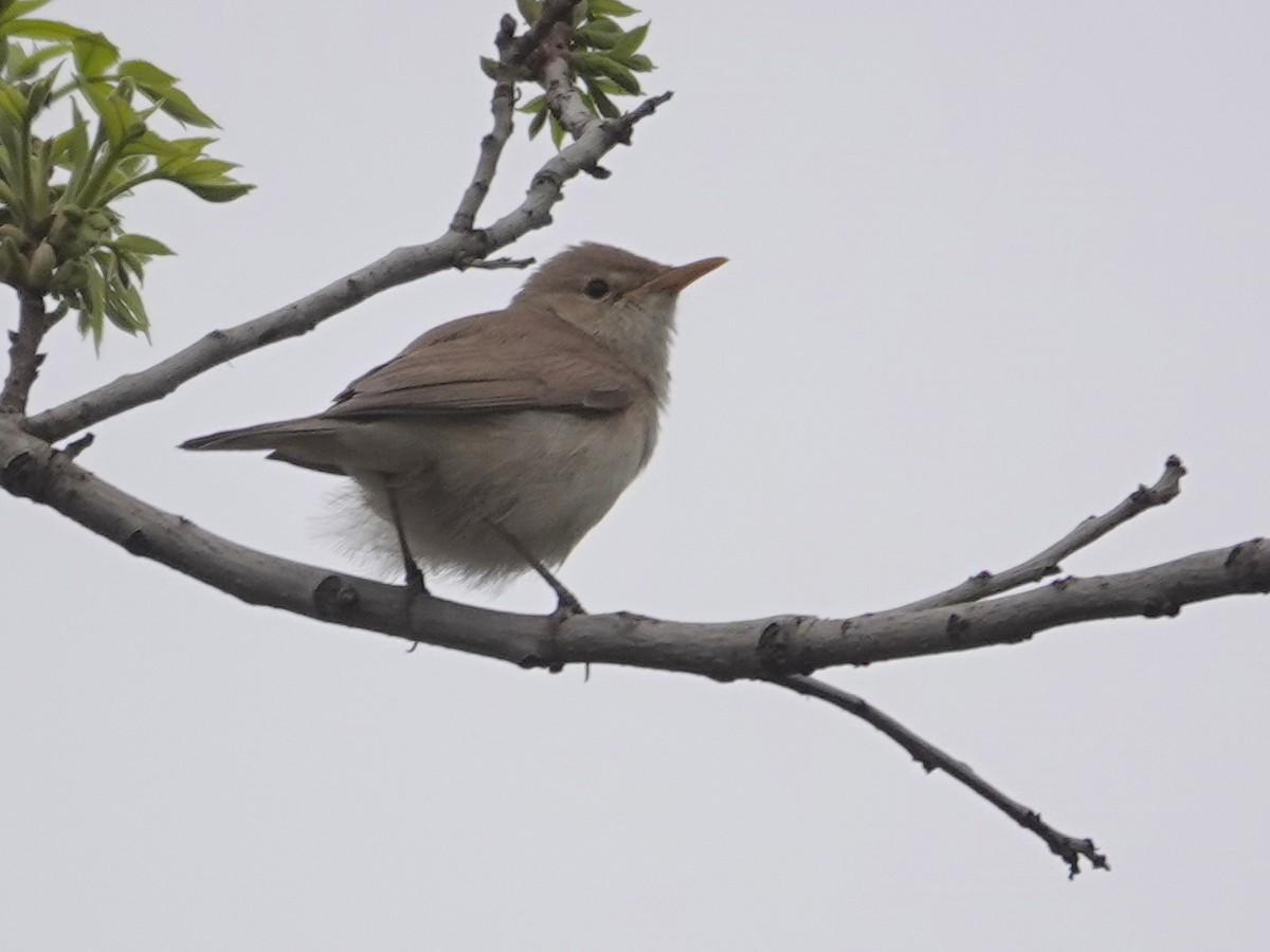 Western Olivaceous Warbler - ML646647277
