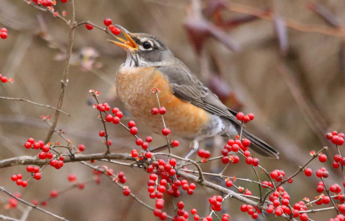 Zozo papargorria - ML646647278
