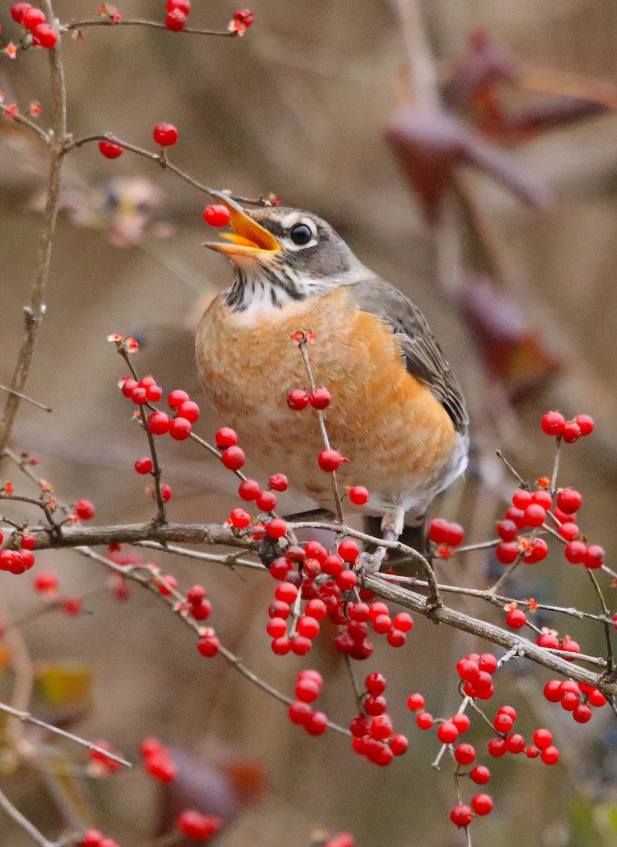 Zozo papargorria - ML646647279