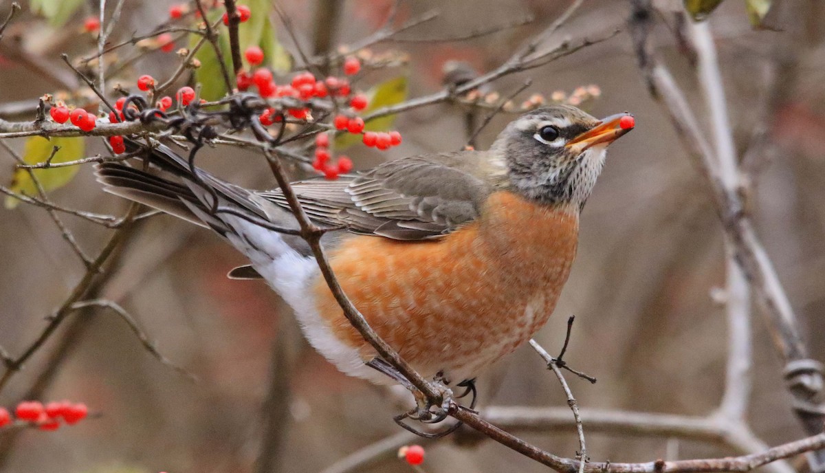 Zozo papargorria - ML646647280