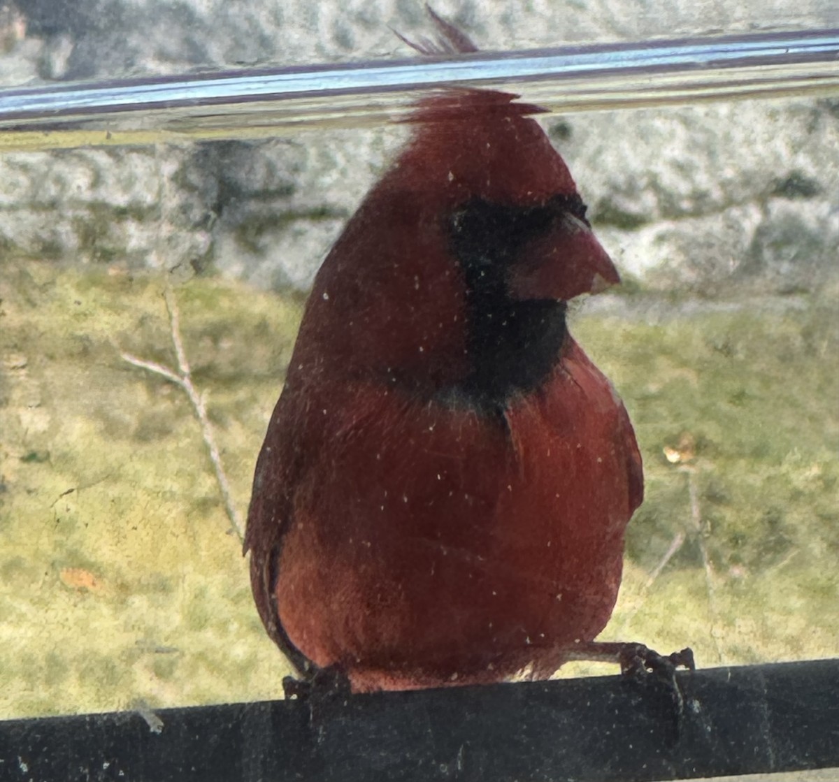 Kırmızı Kardinal - ML646647281