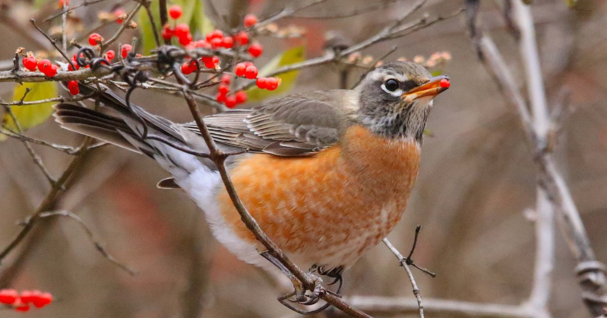 Zozo papargorria - ML646647282