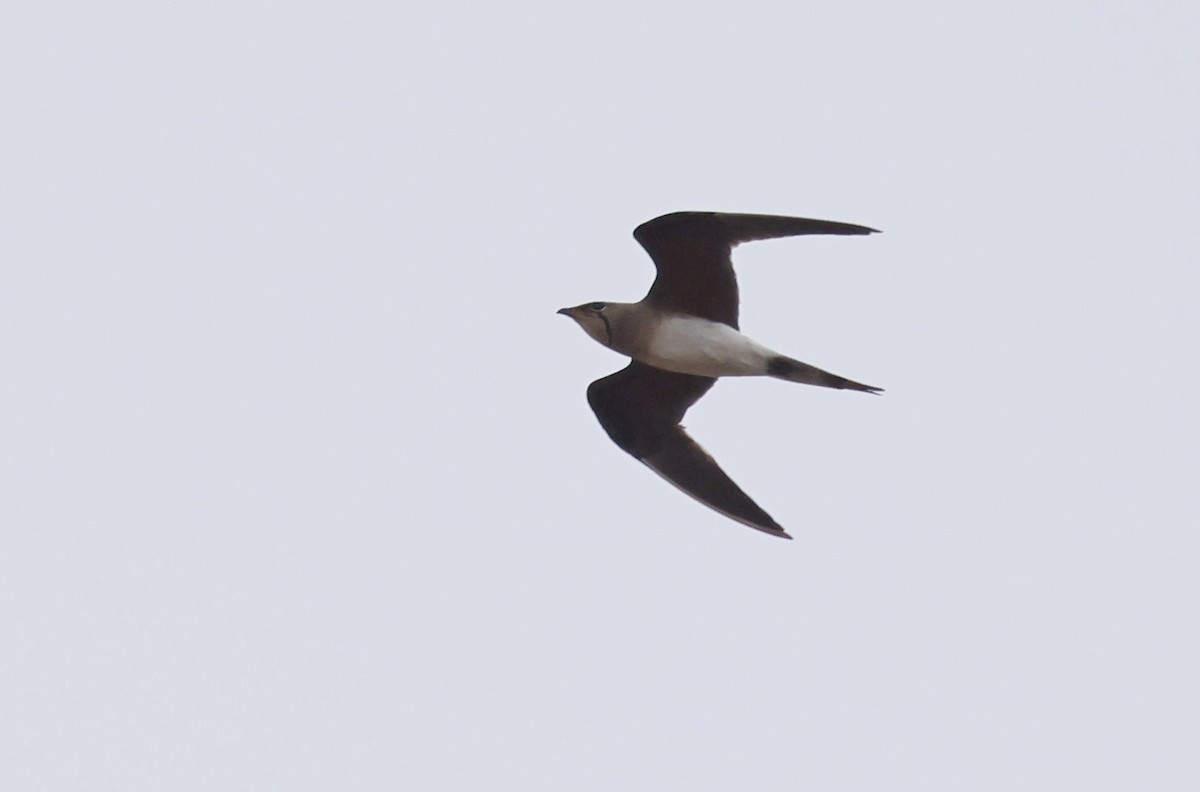 Collared Pratincole - ML646647283
