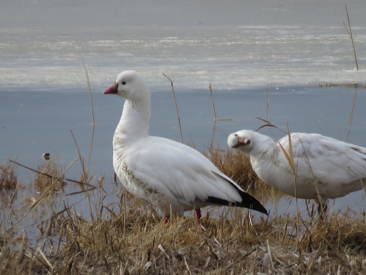 Ross's Goose - ML646647284