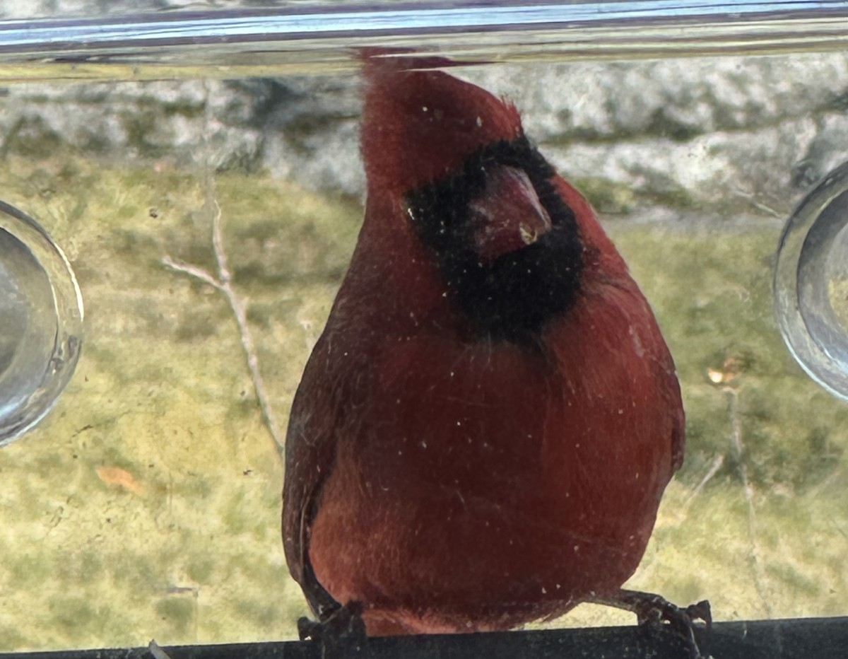 Kırmızı Kardinal - ML646647285