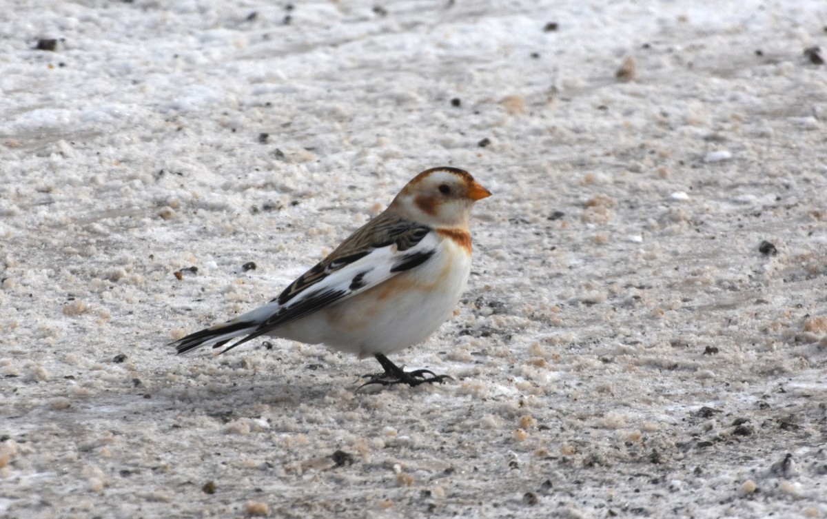 Snow Bunting - ML646647286