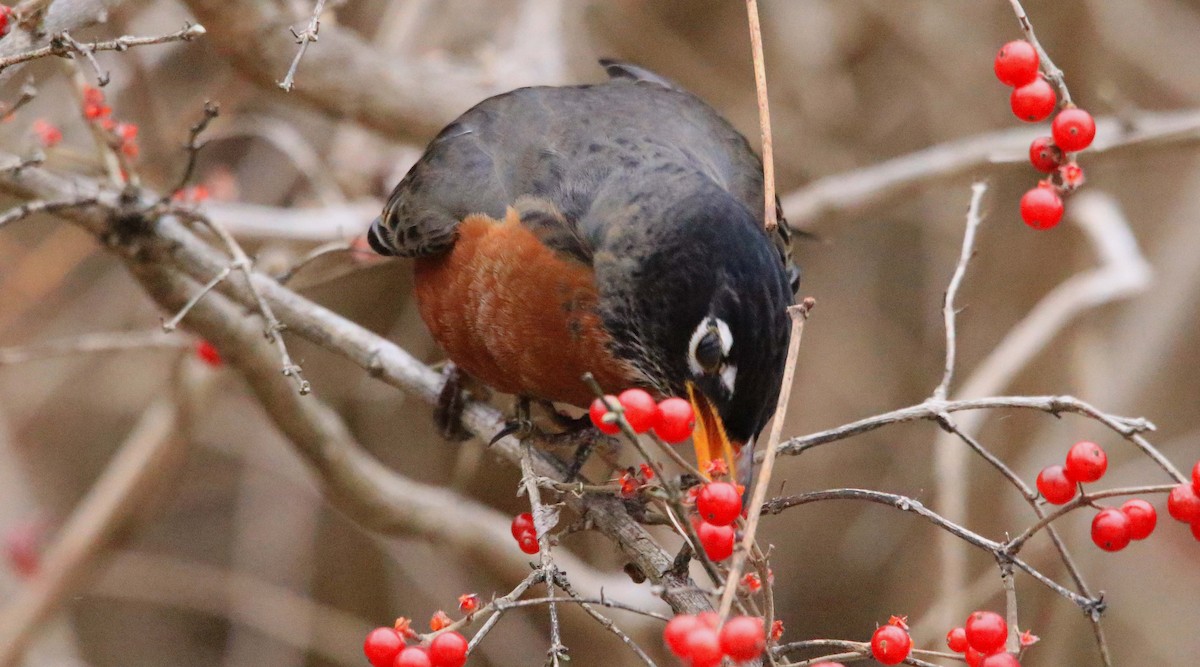 Zozo papargorria - ML646647288