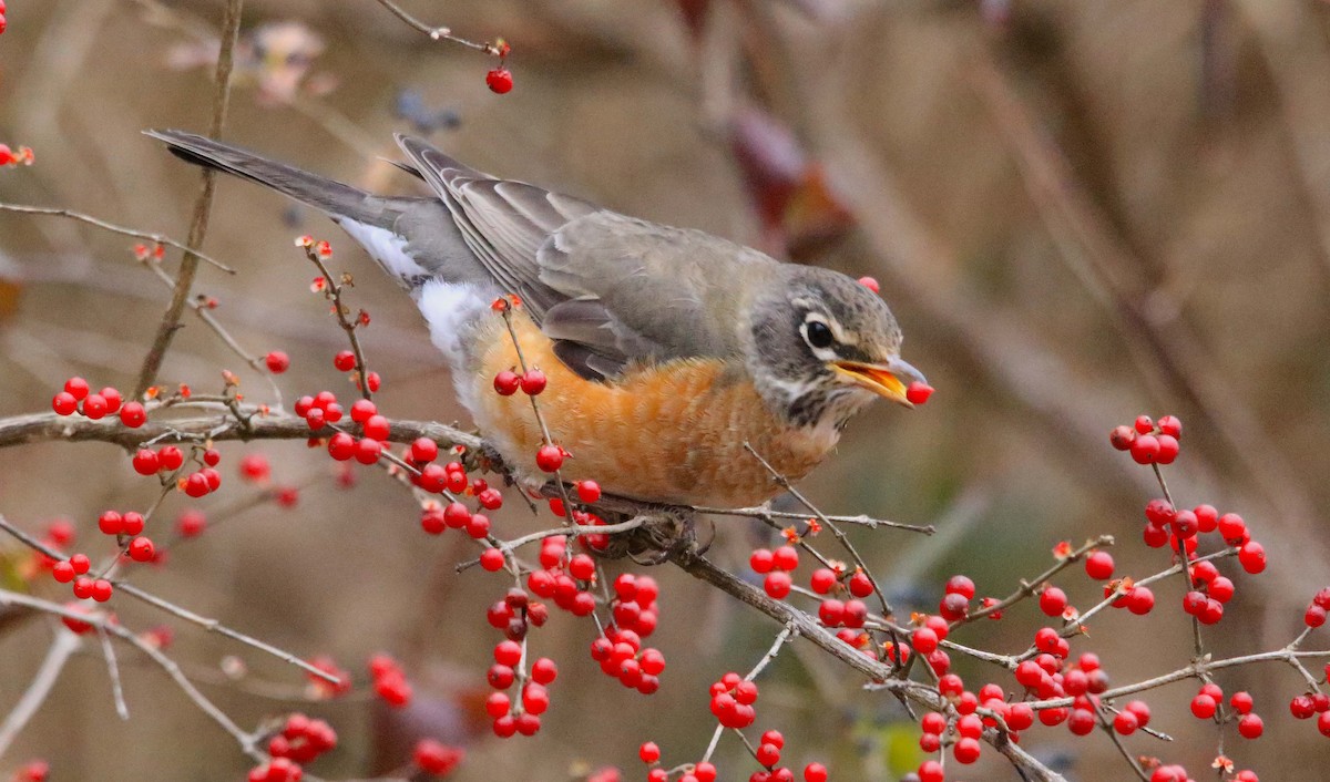 Zozo papargorria - ML646647289