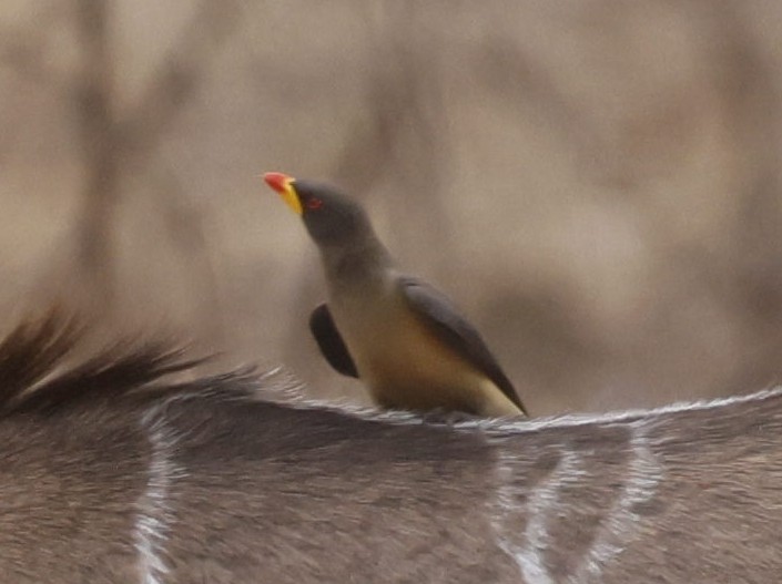 gulnebboksehakker - ML646647290