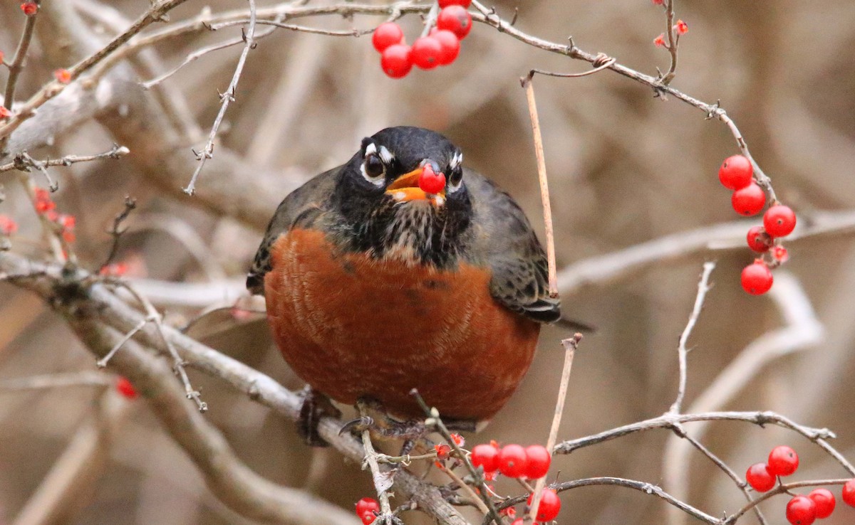 Zozo papargorria - ML646647291