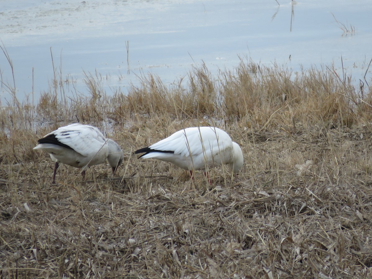 Ross's Goose - ML646647292