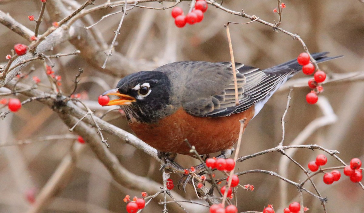 Zozo papargorria - ML646647293