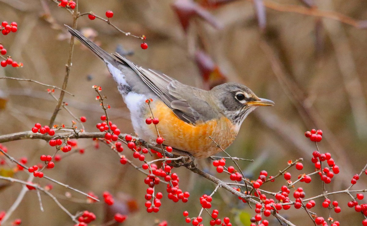 Zozo papargorria - ML646647294