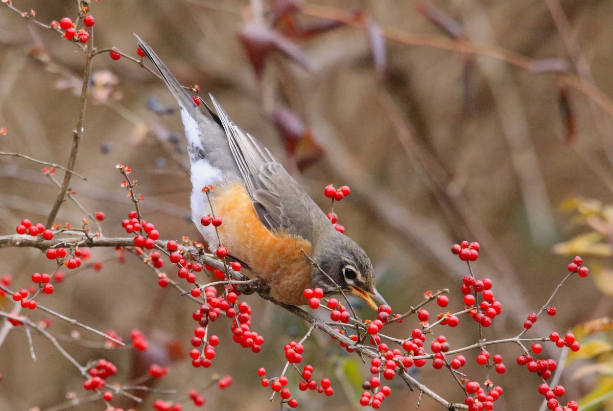 Zozo papargorria - ML646647295
