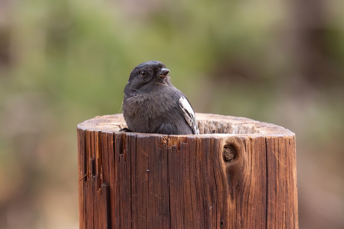 Carbonero Negro - ML646647296