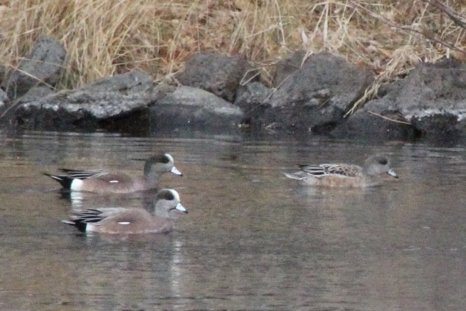 Canard d'Amérique - ML646647297