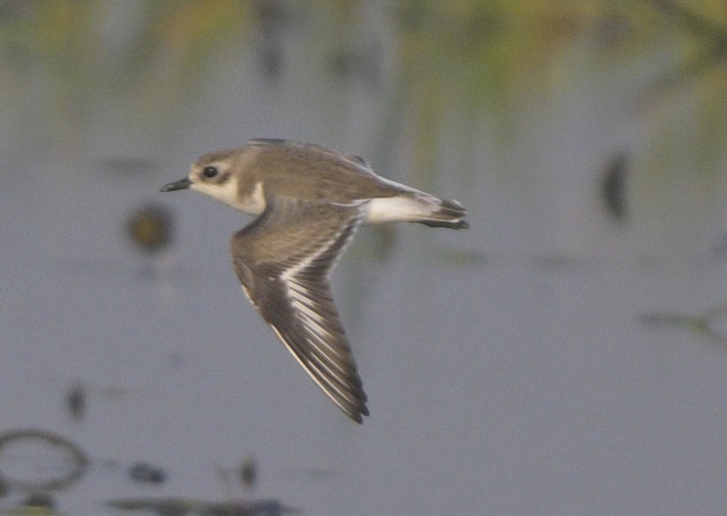 チベットメダイチドリ - ML646647298