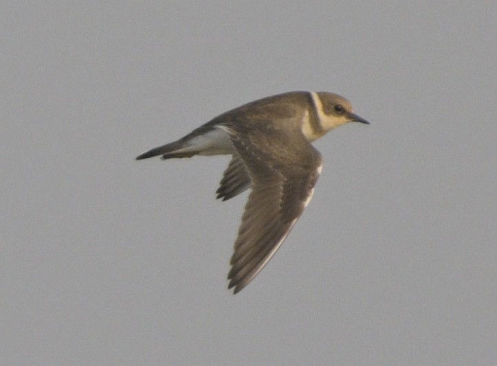 コチドリ - ML646647299