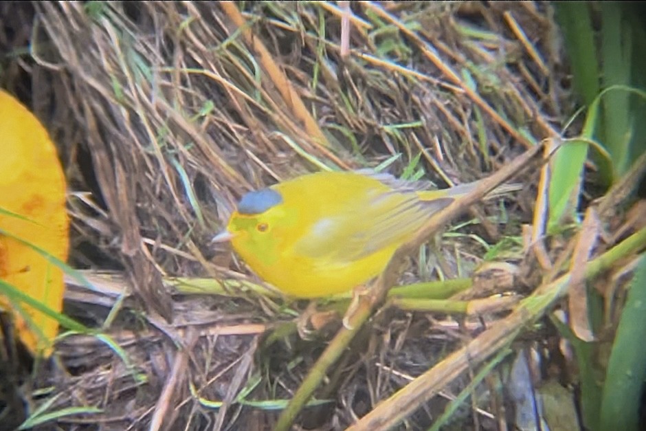 Mönchswaldsänger (chryseola) - ML646647301