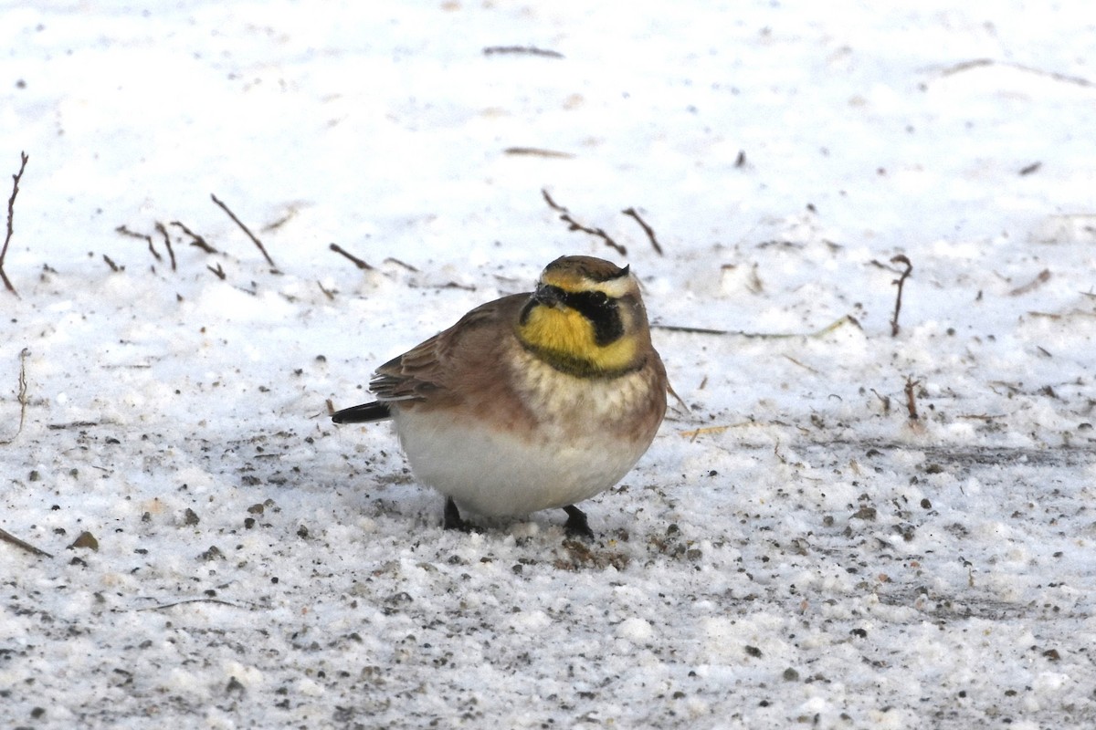 Horned Lark - ML646647304