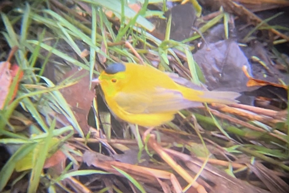 Mönchswaldsänger (chryseola) - ML646647306